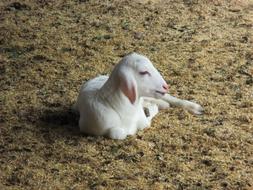 young white Goat laying on ground