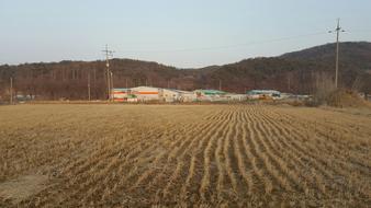 farmer food field with wheat