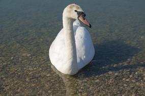 Cute and beautiful, white and gray swan, swimming in the water