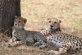 cheetahs lie near a tree in africa