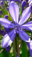 Lirio Do Nilo Lily Of The nile