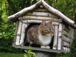 log cabin for cat