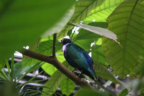 Beautiful and colorful bird, on the branch, in the shadow, under the green leaves