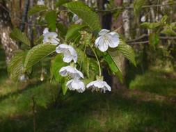 Branch Flowers