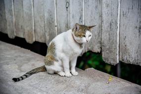 Temple Cute Cat