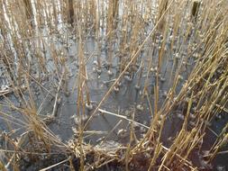 Ice Winter Cold dry grass
