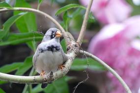 exotic bird on a branch on a blurred background