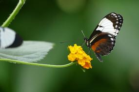 butterfly on a flower on a green background