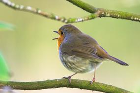 Beautiful, colorful and cute, singing robin bird on the green branch