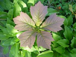 deciduous plant in the garden