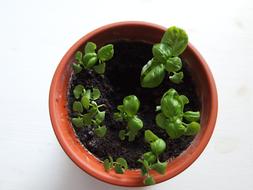 grow basil in a pot