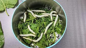 worms in the green foliage in the plate