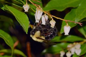 Bumblebee Insect on Flowers