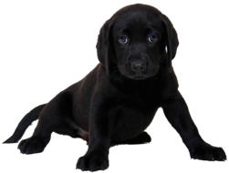 Beautiful and cute, black Labrador dog, at white background