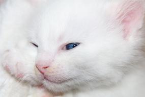 Cat Kitten Baby
