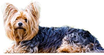 Yorkshire Terrier posing on white background