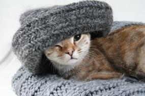 tricolor kitten in a warm scarf close-up