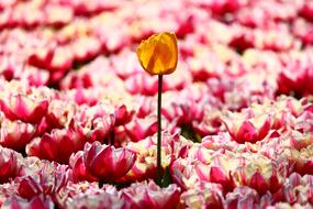 One Yellow Tulip Alone Stand