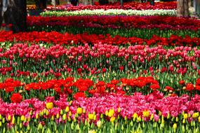 alley of flowers beautiful landscape