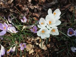 white flowers in the grass on dry leaves