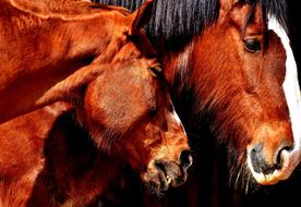 Cute horses brown