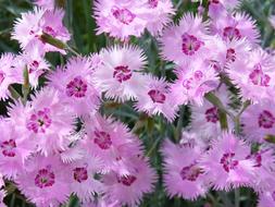 blooming spring carnations