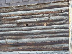 tree Wood Texture