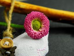 Close-up of the beautiful, purple, green and yellow flower on the pillow