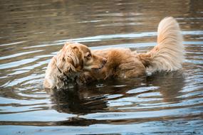 golden retriever swims in the pond