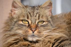 Cat Mackerel Grey