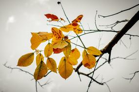 autumn leaves on a branch