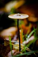 wild mushroom on a thin stalk