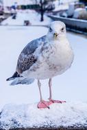 Seagull Snow