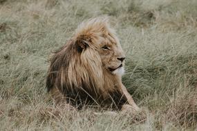 Beautiful Lion resting on dry, yellow and green grass in Africa