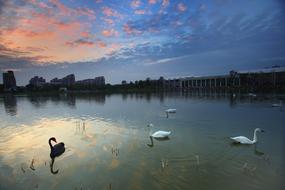 Floating swans in the lake