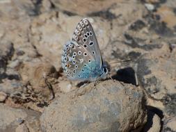 Butterfly Blue