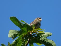fluffy bird in a tree