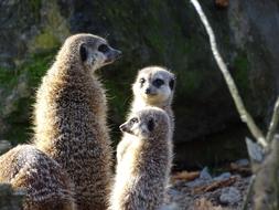 Meerkat Mammal