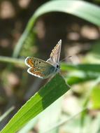 Butterfly Brunette Moreneta