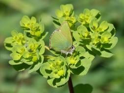 green plants with a butterfly view