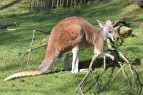 Kangaroo Animal green grass