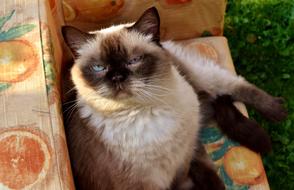 British Shorthair Cat on sofa