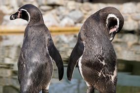 two Humboldt penguins at Zababurg Zoo, Germany