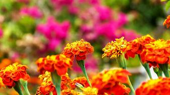 orange flowers in the park on a blurred background