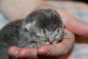 Cat Baby Kitten Sleep