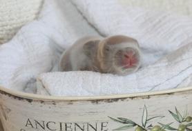 charming Easter Rabbit Baby