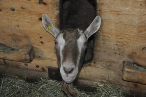 Animal Goat head