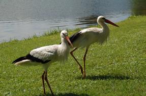 pair of storks by the lake