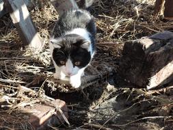 cat in the village in spring