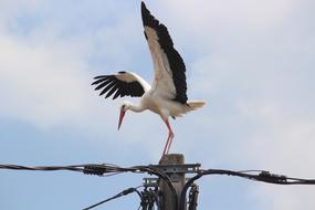Stork perched Utility pole